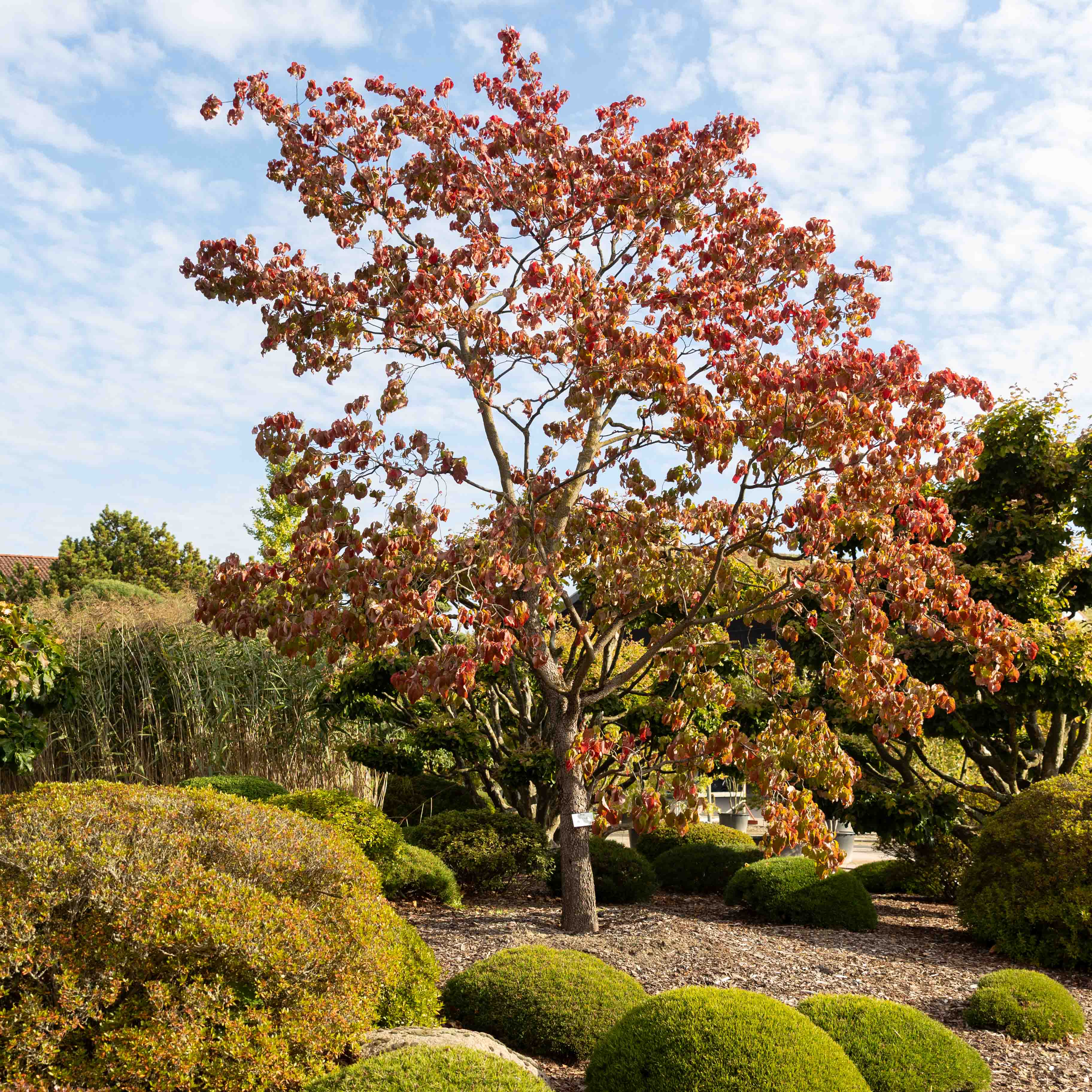 Cornus florida Unikat
